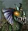 greaterbasilisk.jpg (7294 bytes)